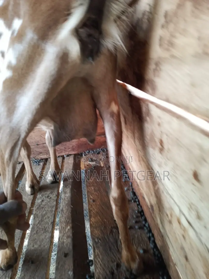 Dairy Goat Cross Breed of German Alpine and Saanen for Sale