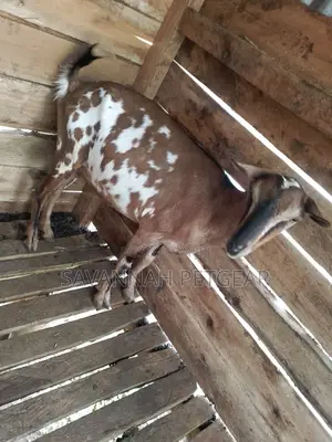 Dairy Goat Cross Breed of German Alpine and Saanen for Sale