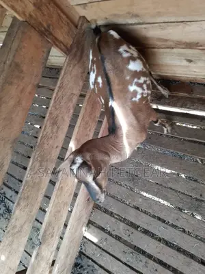 Dairy Goat Cross Breed of German Alpine and Saanen for Sale