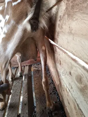Dairy Goat Cross Breed of German Alpine and Saanen for Sale