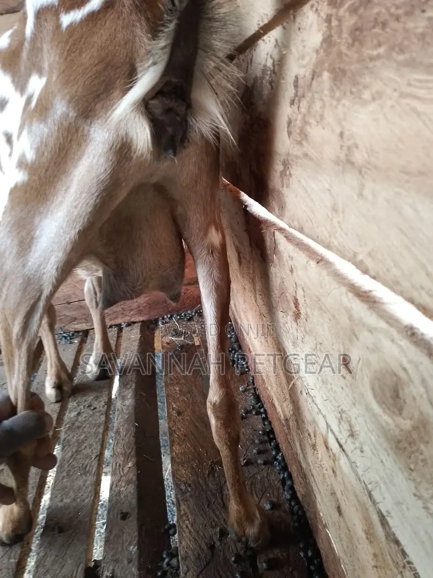Dairy Goat Cross Breed of German Alpine and Saanen for Sale