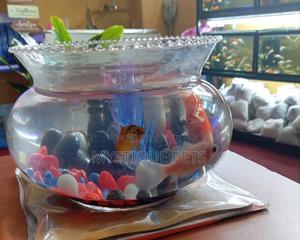Fish- Bowl - thumbnail 2