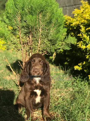 1-3 months Male Purebred Cocker Spaniel