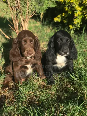 1-3 months Male Purebred Cocker Spaniel