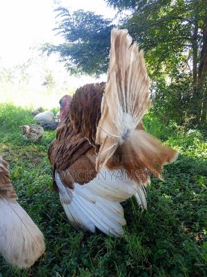 Red Bourbon Poults Available for Your Consideration