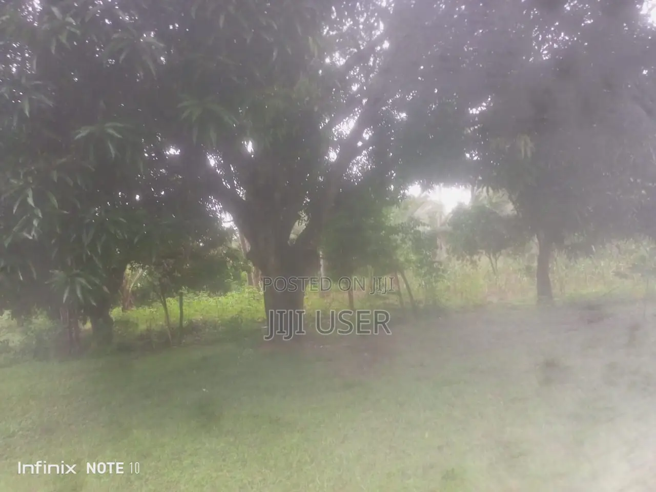 Cashew Nut Farm for Sale