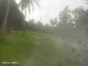 Cashew Nut Farm for Sale