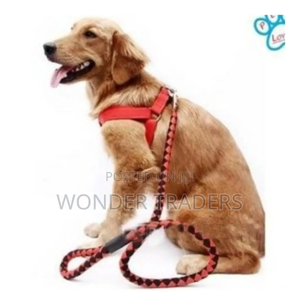 *Dog Lease*Dog Lease*Dog Lease