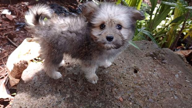 1-3 months Male Purebred Havanese