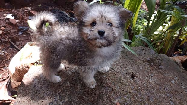 1-3 months Male Purebred Havanese - thumbnail 2