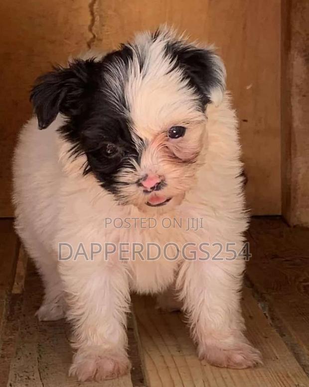 1-3 months Female Purebred Maltese