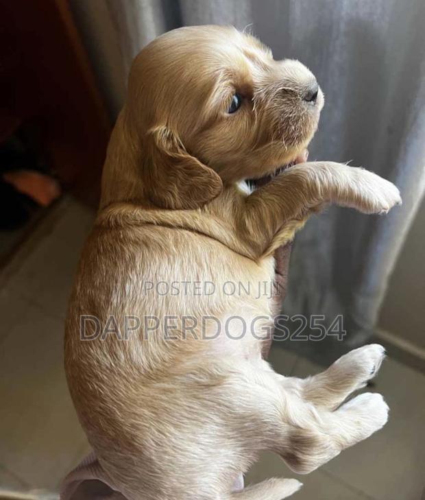 1-3 months Male Purebred Cocker Spaniel