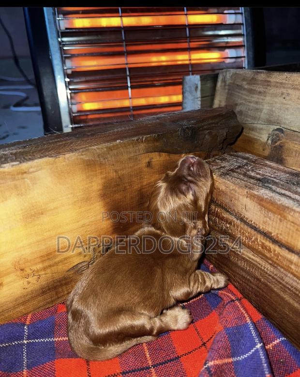 1-3 months Male Purebred Cocker Spaniel
