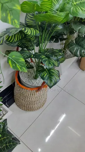 Plant 1m KSH 2000.