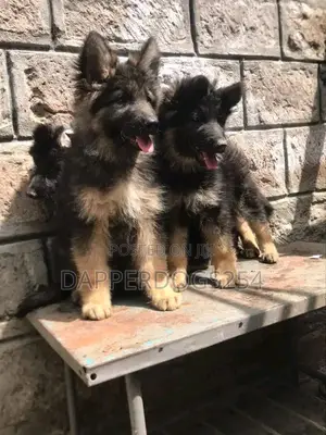 1-3 months Male Purebred German Shepherd