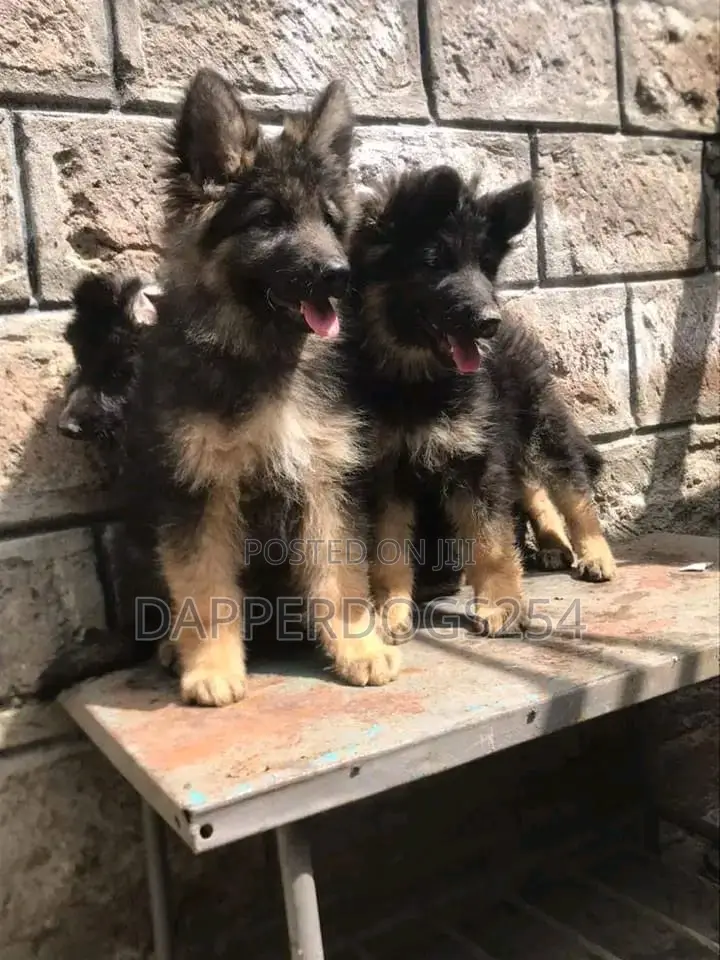 1-3 months Male Purebred German Shepherd