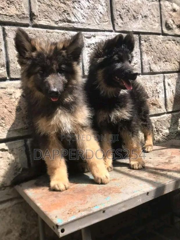 1-3 months Male Purebred German Shepherd