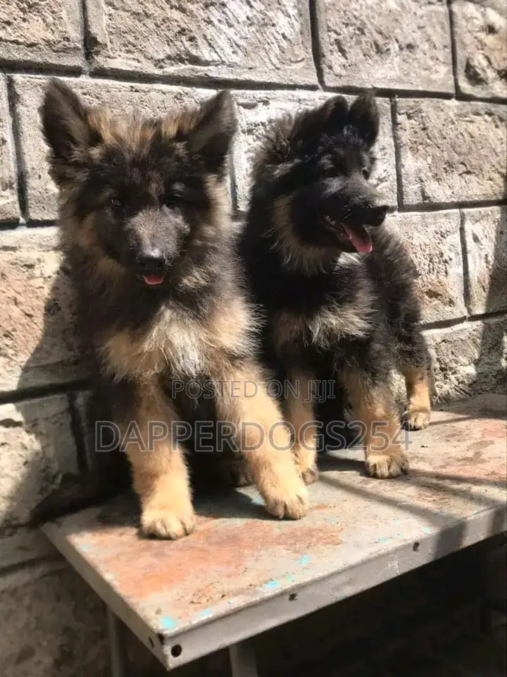1-3 months Male Purebred German Shepherd