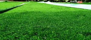 Grass Carpet Grass Carpet Grass Carpet Grass Carpet