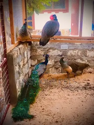 Mature Peacocks