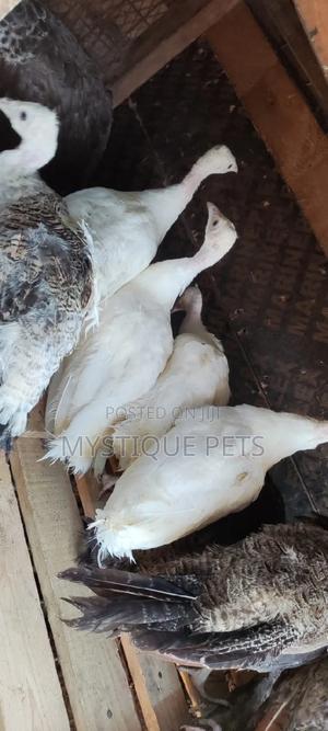 White Peacocks - main view