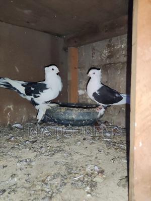 Setinet Breeding Pairs - thumbnail 2