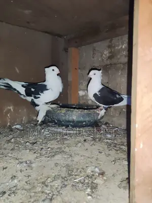 Setinet Breeding Pairs