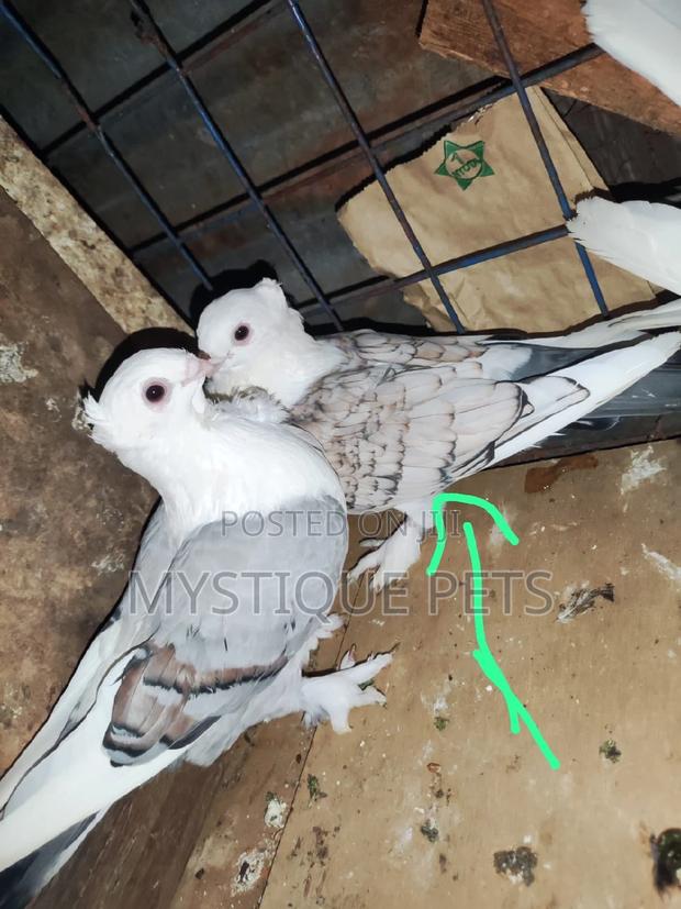 Setinet Budgies - main view