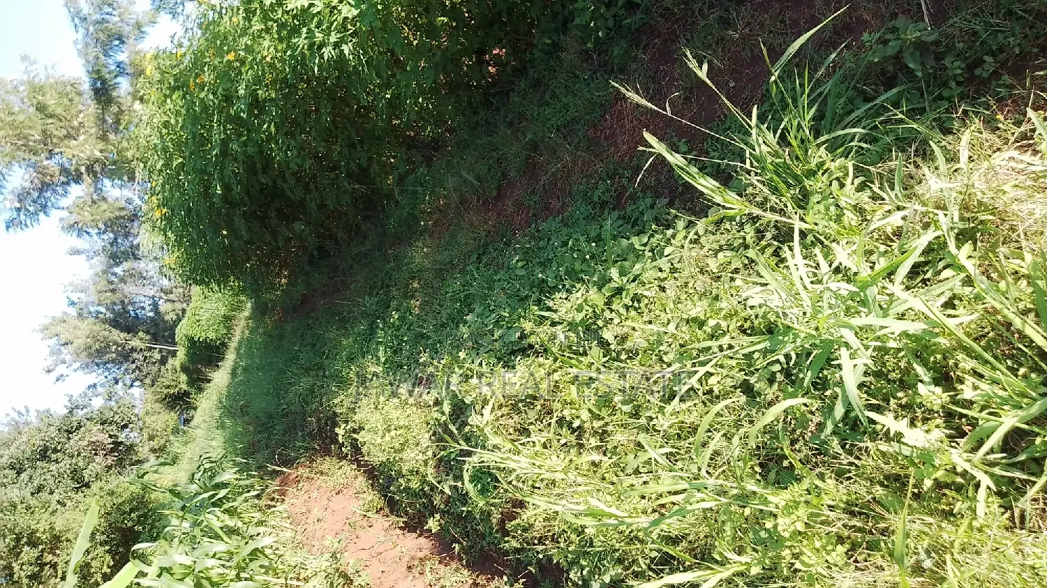 Plots for Sale in Makuyu Mugira Catholic