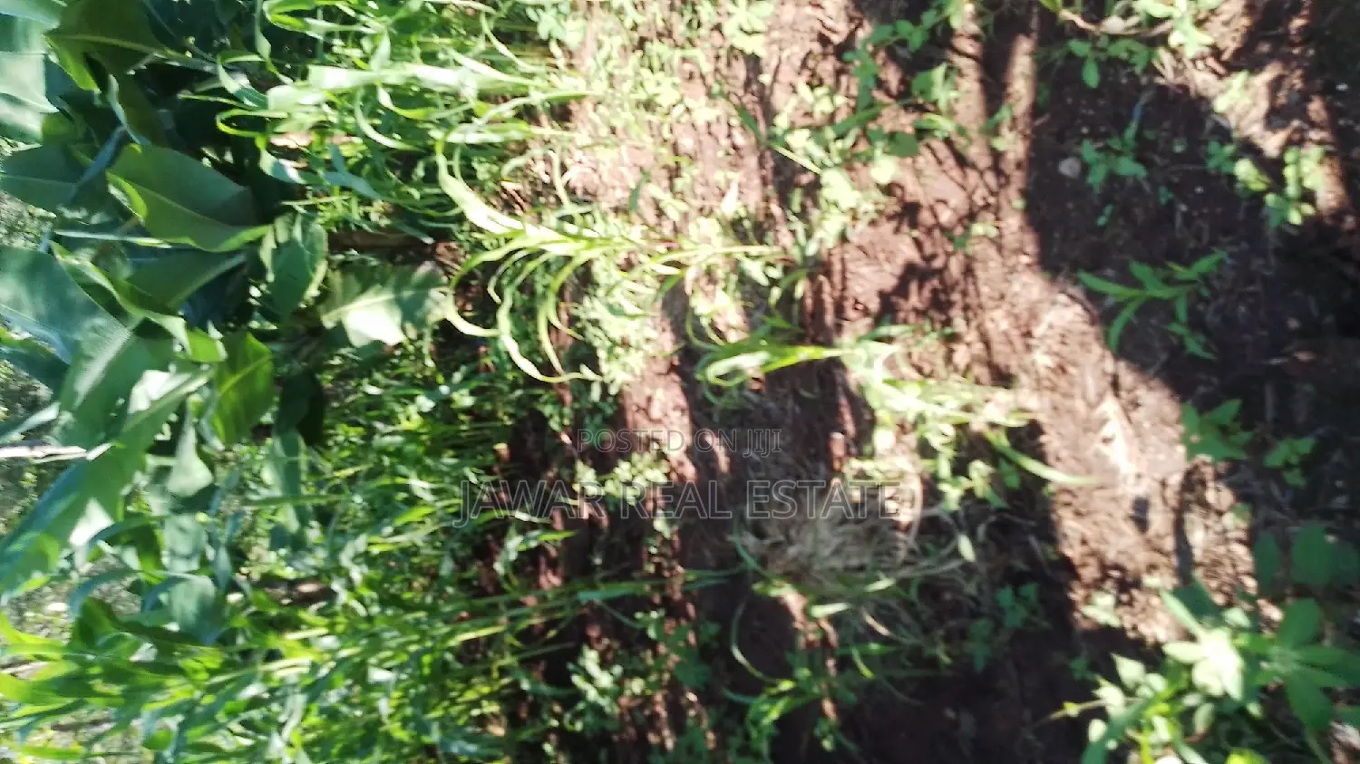 Plots for Sale in Makuyu Mugira Catholic