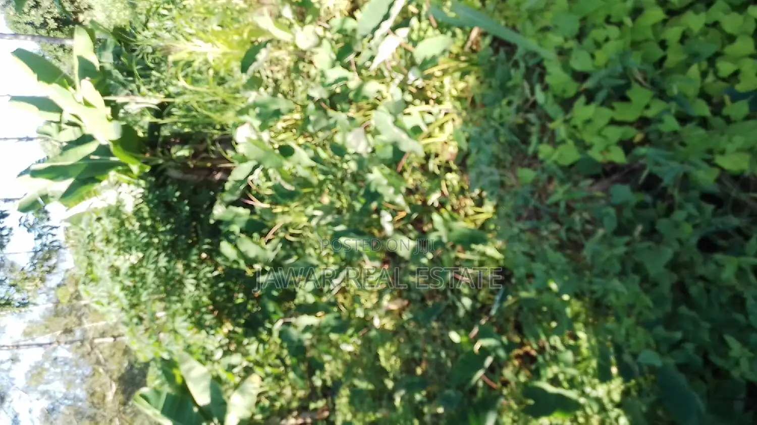 Plots for Sale in Makuyu Mugira Catholic