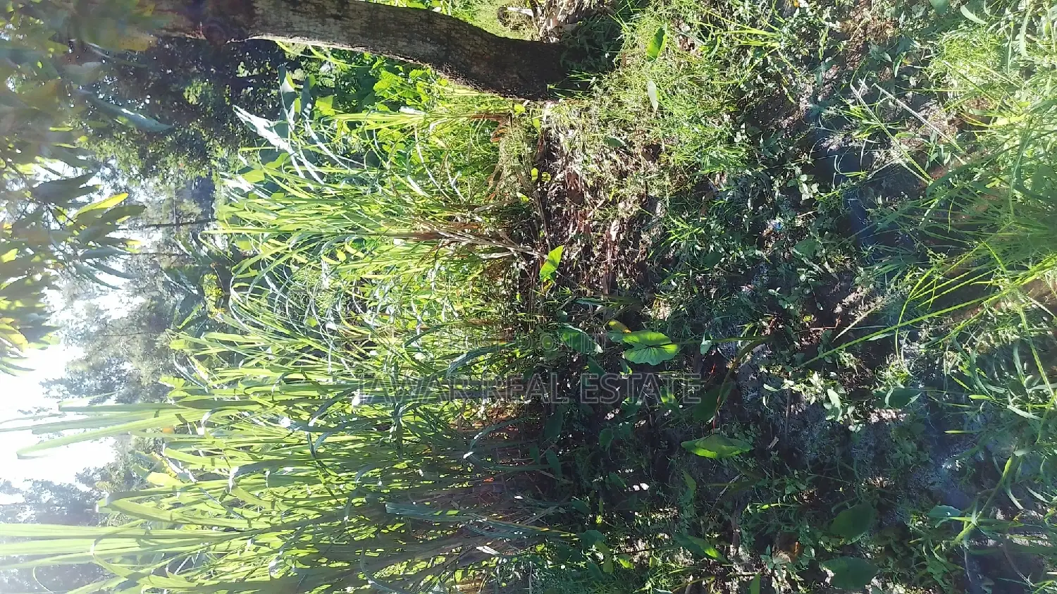 Plots for Sale in Makuyu Mugira Catholic