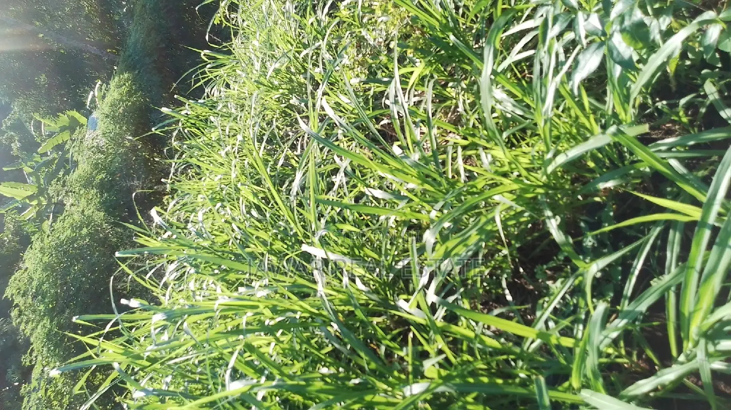 Plots for Sale in Makuyu Mugira Catholic