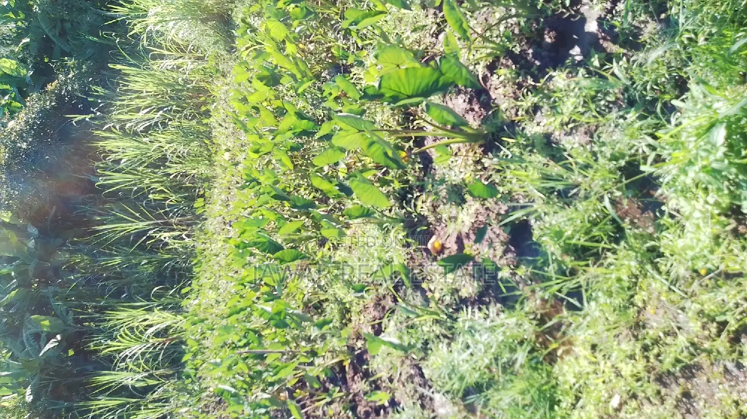 Plots for Sale in Makuyu Mugira Catholic