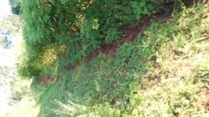 Plots for Sale in Makuyu Mugira Catholic