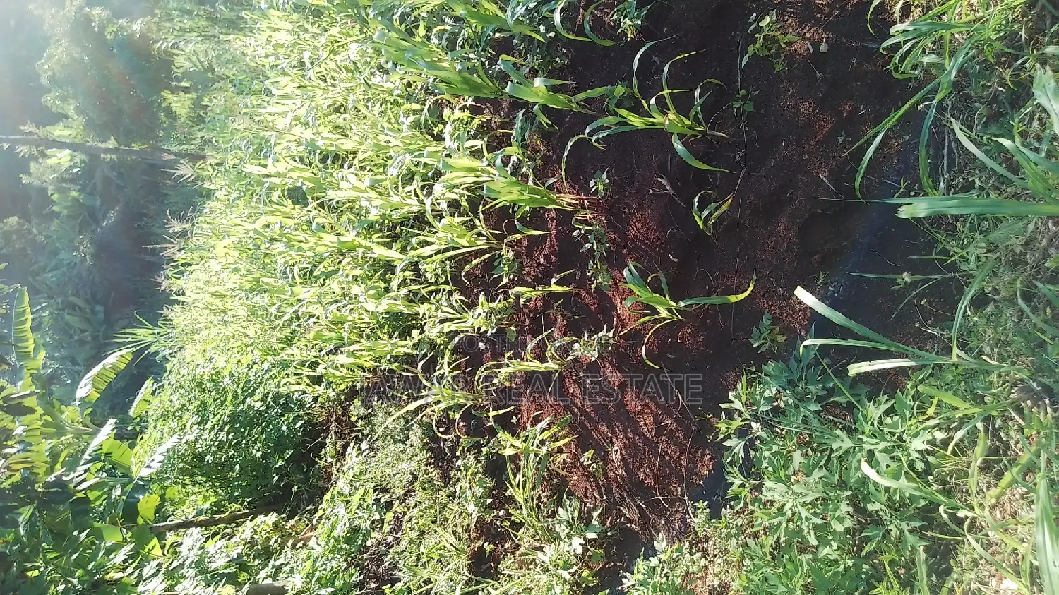 Plots for Sale in Makuyu Mugira Catholic