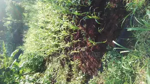 Plots for Sale in Makuyu Mugira Catholic
