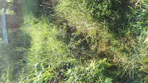 Plots for Sale in Makuyu Mugira Catholic