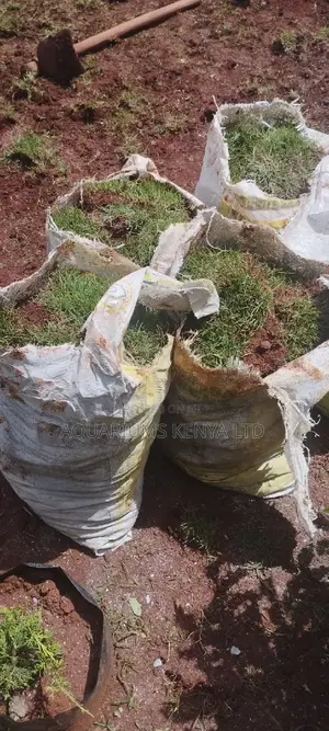 Arabic Carpet Green Grass In Bags