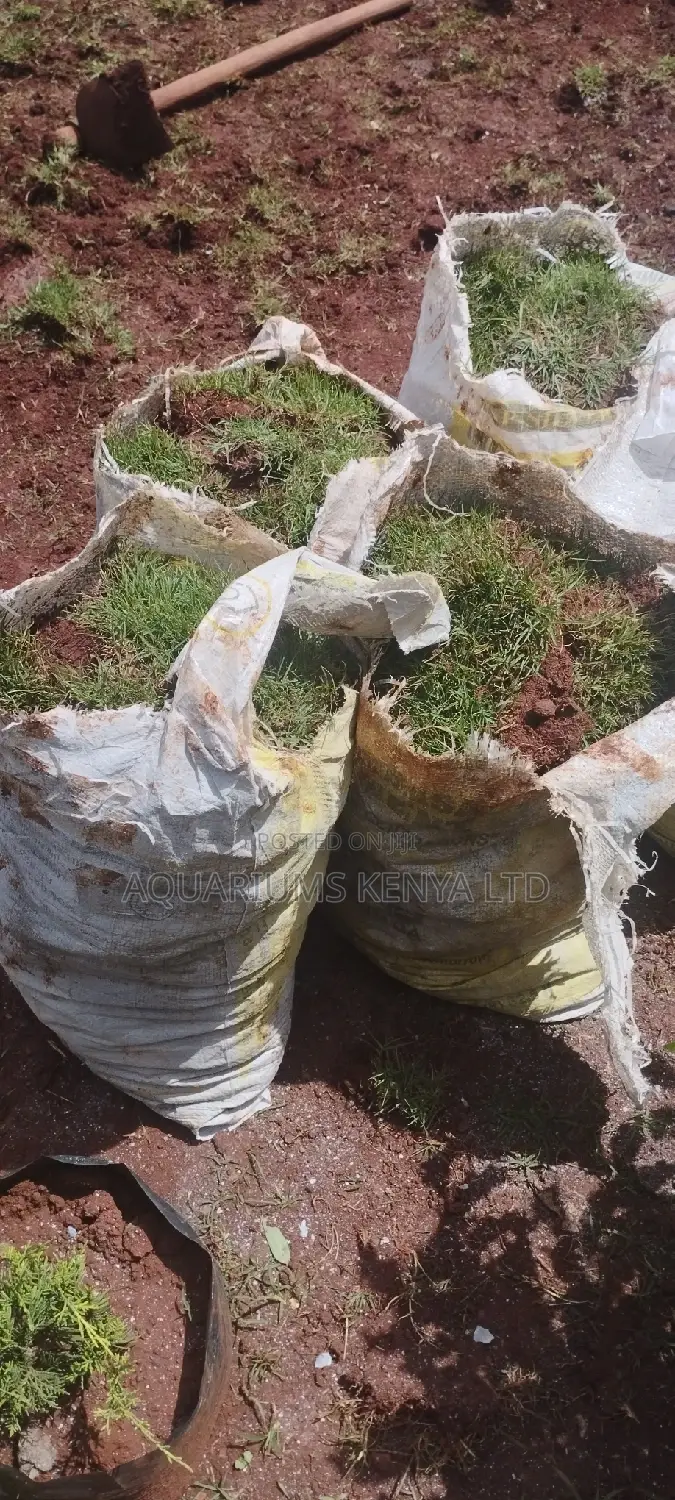 Arabic Carpet Green Grass In Bags