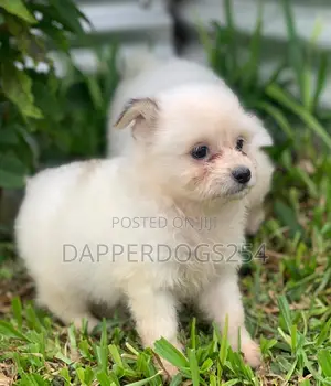 1-3 months Male Purebred Maltese