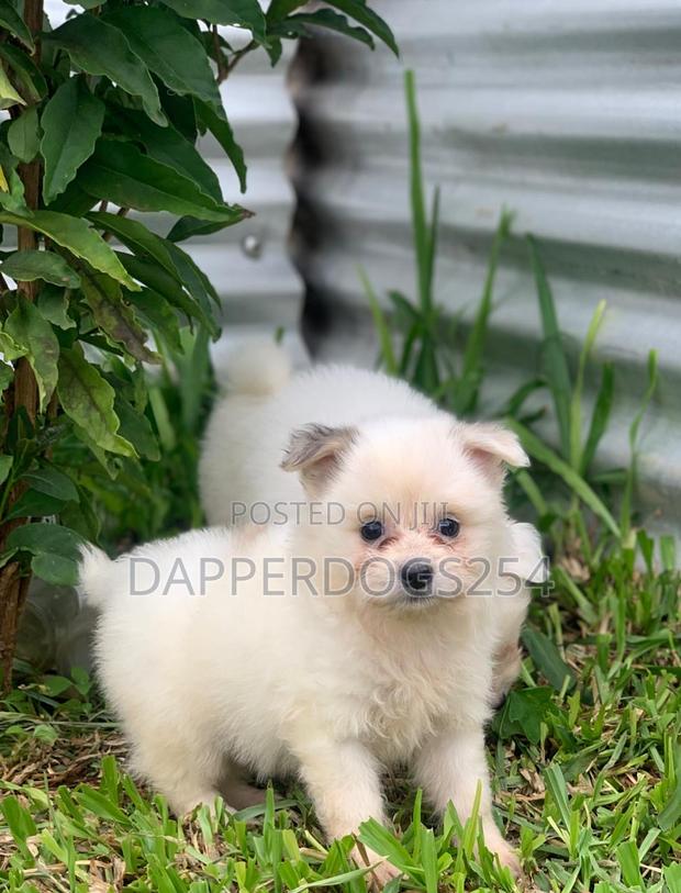 1-3 months Male Purebred Maltese