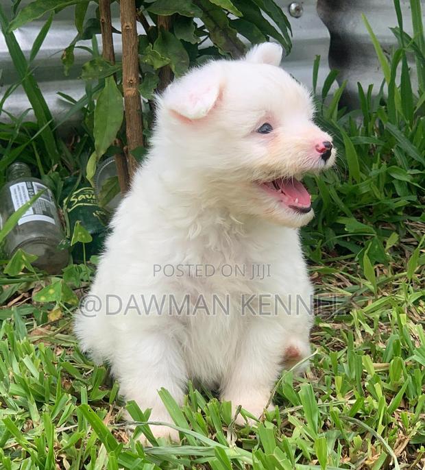 1-3 months Male Purebred Maltese - main view