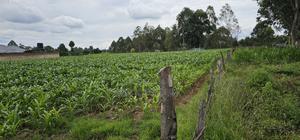 Prime Plots for Sake in Outspan Eldoret - thumbnail 2