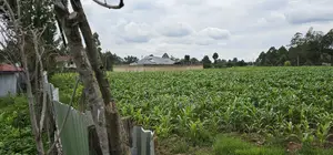 Prime Plots for Sake in Outspan Eldoret
