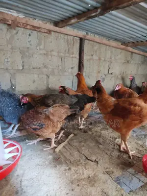 Mature Improved Kienyeji Chicken for Sale