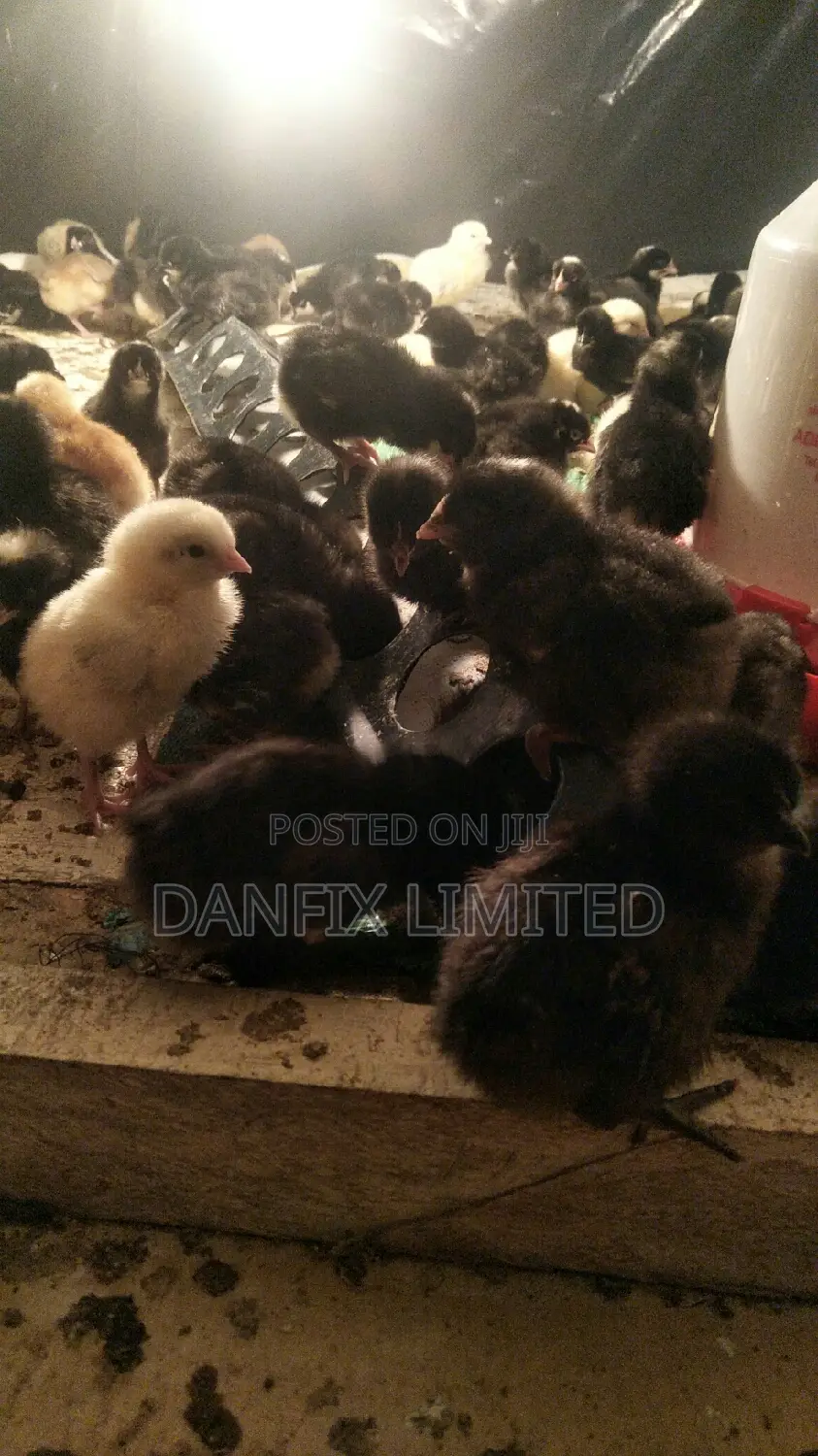One Week Old Chicks 130