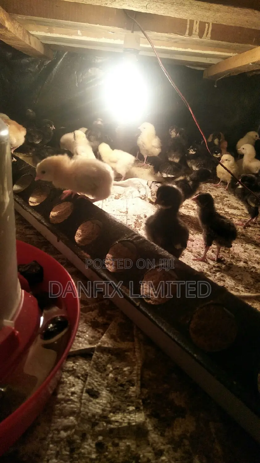 One Week Old Chicks 130