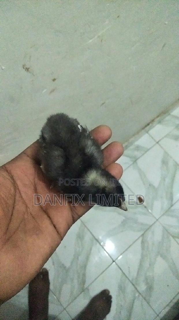 One Week Old Chicks 130 - thumbnail 5