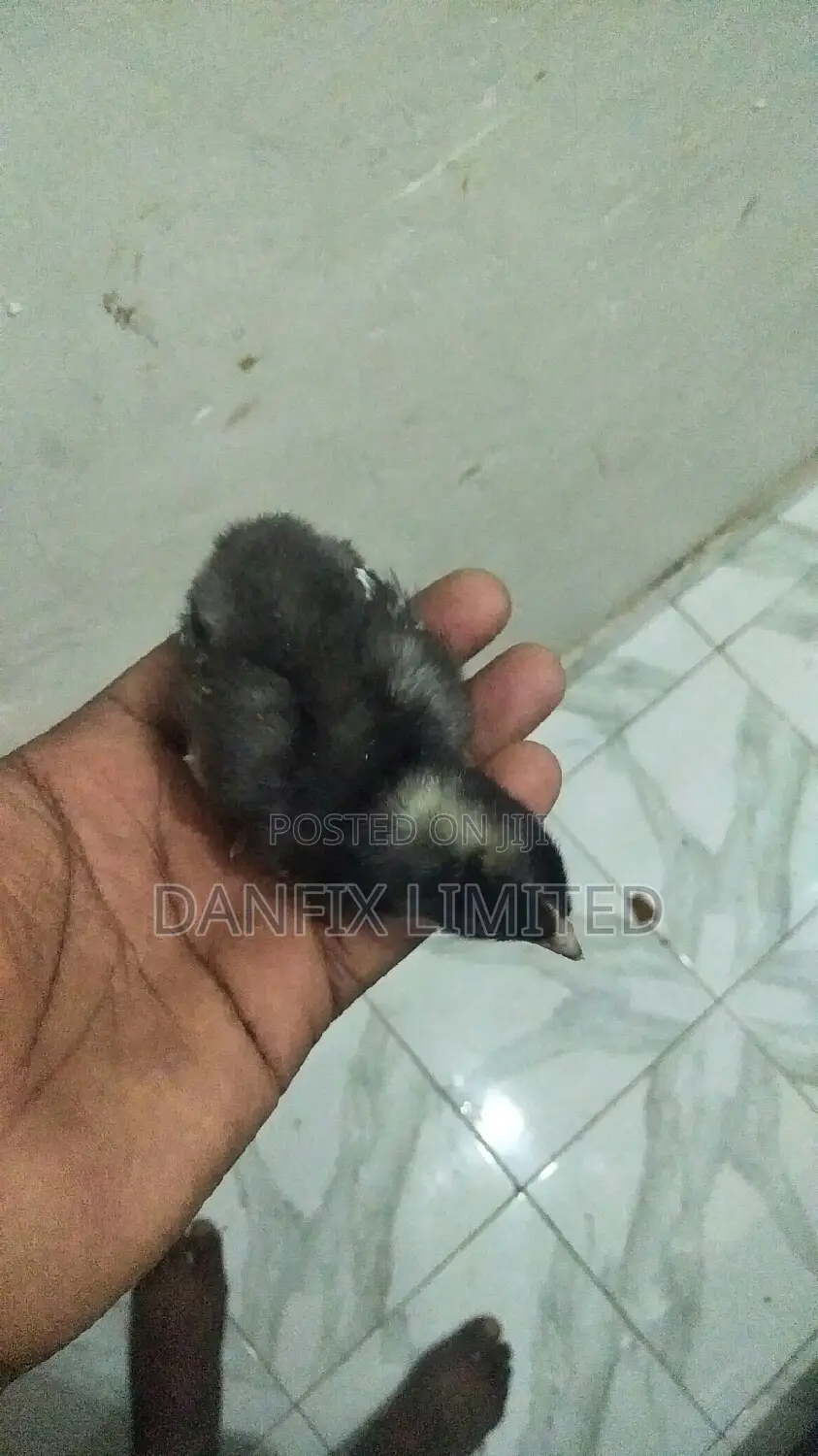 One Week Old Chicks 130